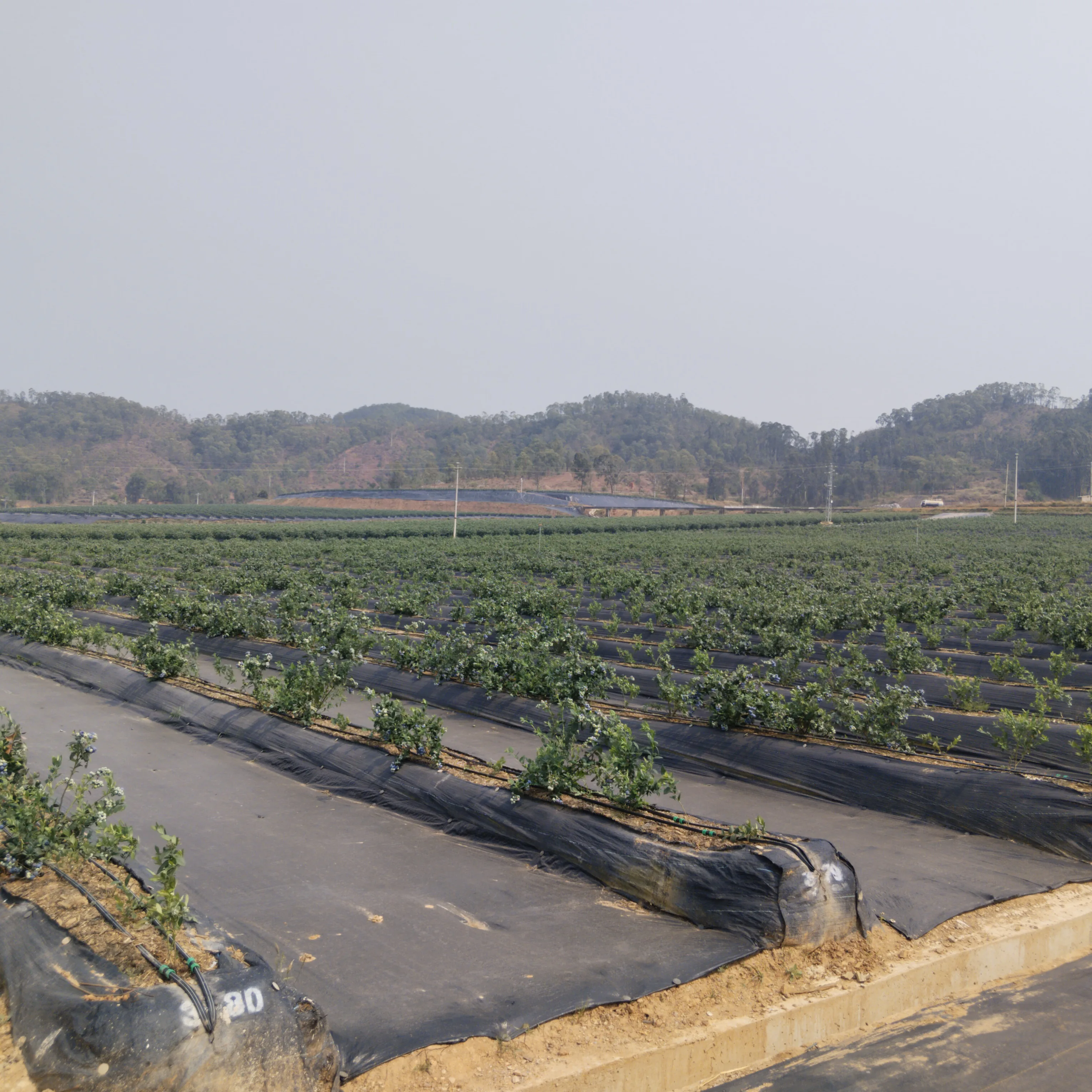 Weed Barrier Fabric
