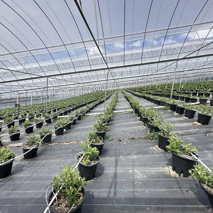 How Does Landscape Weed Barrier Fabric Help Create Better Outdoor Growing Spaces?